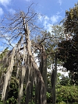 8.Puerto de la Cruz - Jardin Botanico